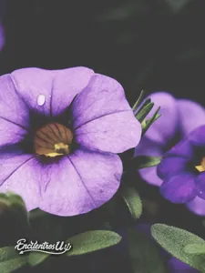 Foto principal de Mia Conti — Escort trans en La Barra, Maldonado, Uruguay (Premium)